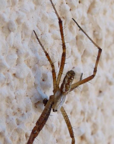 Réf. 352 075 : Argiope bruennichi